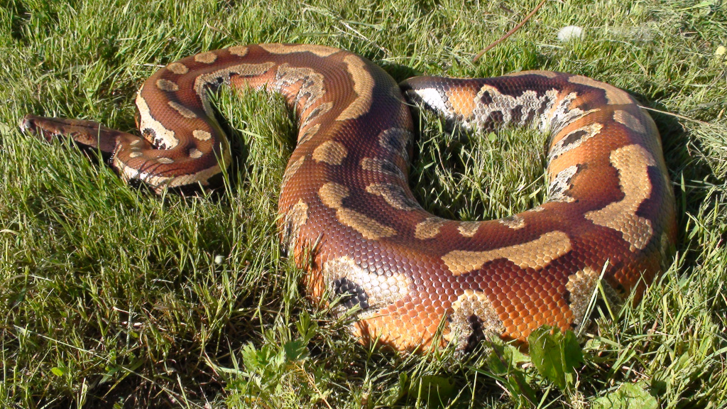 Короткохвостый питон Python сurtus brongersmai (Northen Sumatra) 