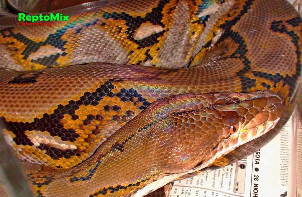 Сетчатый питон Python reticulatus (Java)