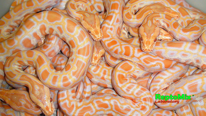 Темный тигровый питон Албинос Python molurus bivittatus Albino