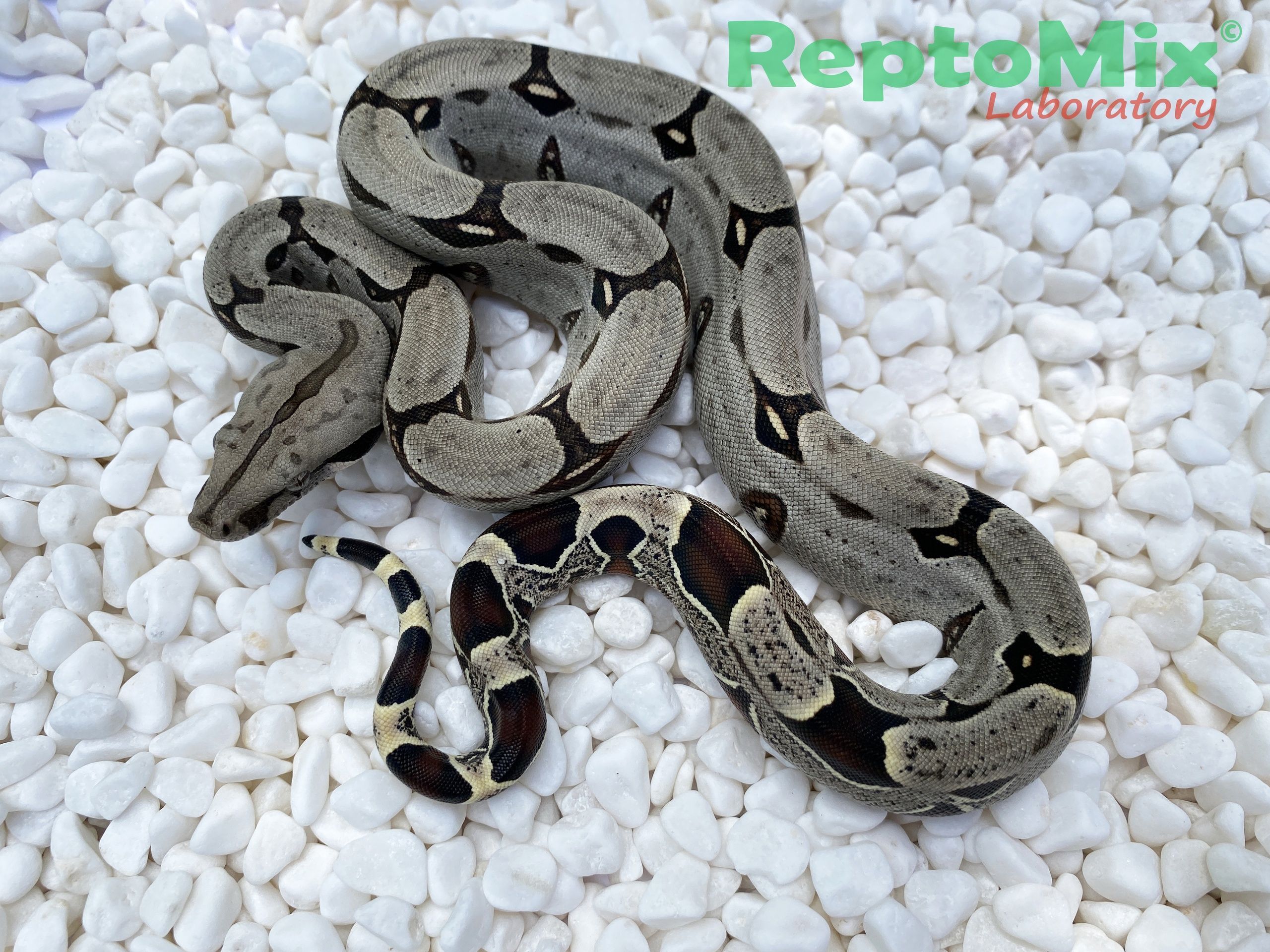 Перуанский удав Boa constrictor constrictor Peru Pucallpa СВ2023
