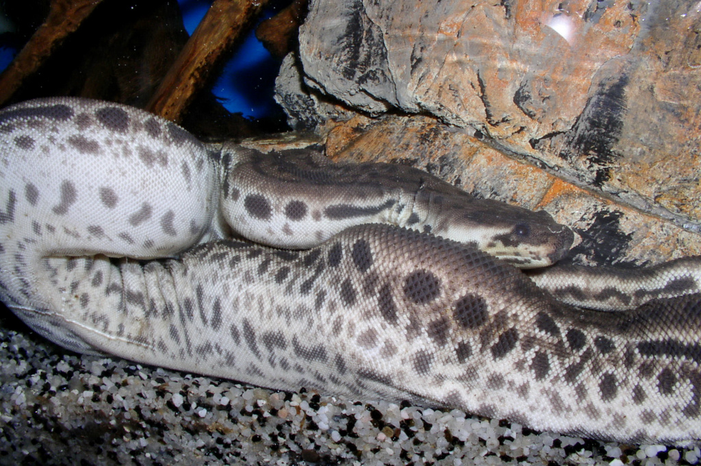 Змея-слоновый хобот Acrochordus javanicus