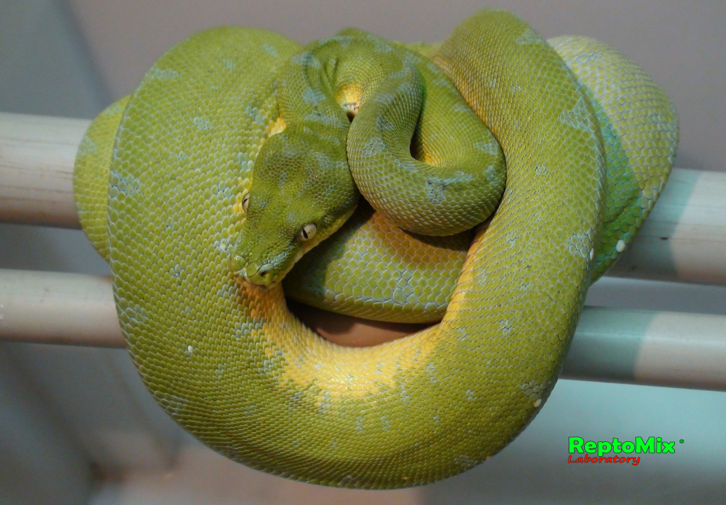 Зелёный питон Morelia viridis (Sorong) 