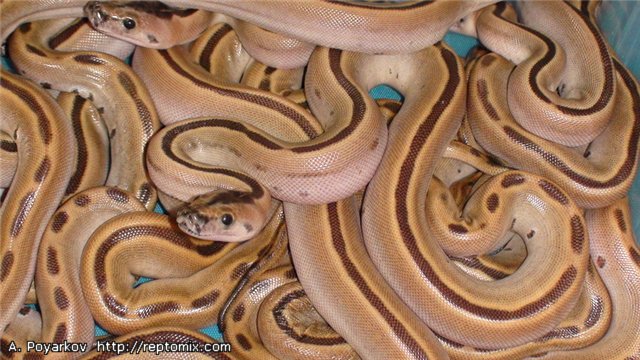 Темный тигровый питон Грин Python molurus bivittatus Patterless green striped