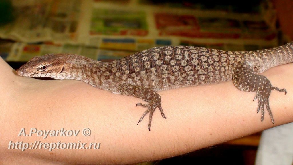 Черногорловый варан Шлегеля Varanus tristis tristis