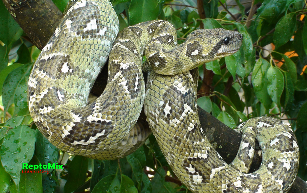 Мадагаскарский древесный удав Sanzinia madagascariensis 