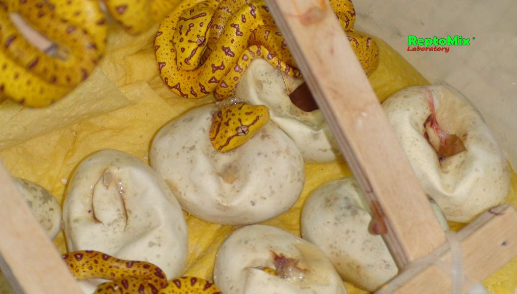 Зелёный питон (Aru x Biak var."Lemon Tree") Morelia viridis (Aru x Biak var."Lemon Tree")