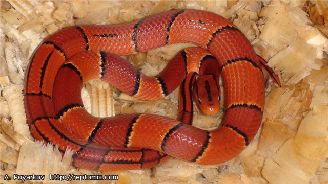 Бамбуковый полоз Малазийский Oreophis porphyraceus laticinctus Cameron highlands (Malaysia)