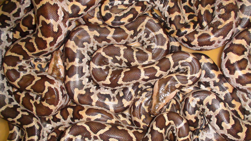 Цейлонский тигровый питон Python molurus pimbura