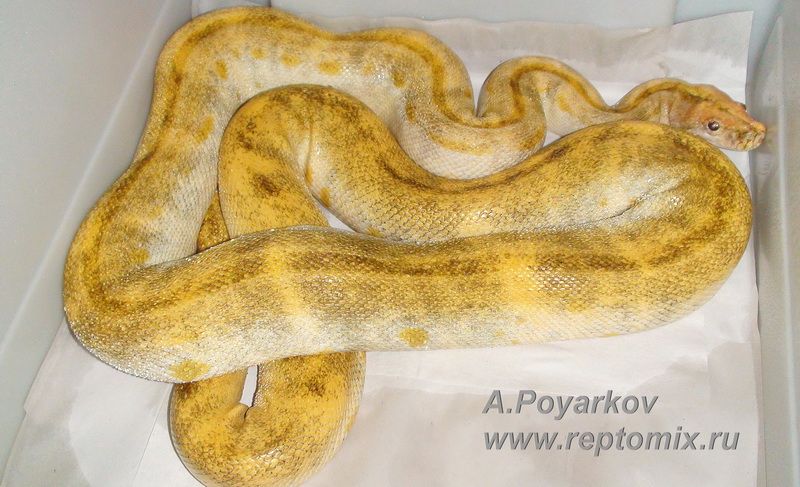 Тёмный тигровый питон Python molurus bivittatus Paradox Albino, Genetic dwarf, Green striped 
