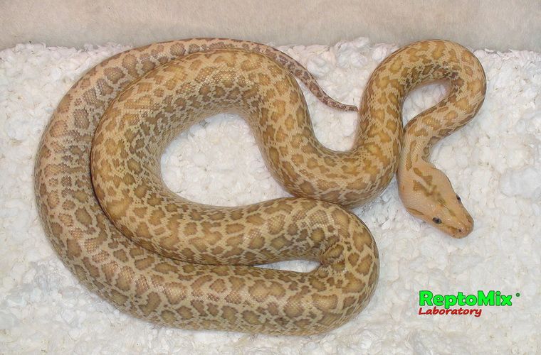 Темный тигровый питон Гипо Гранит Python molurus bivittatus Hypo Granit