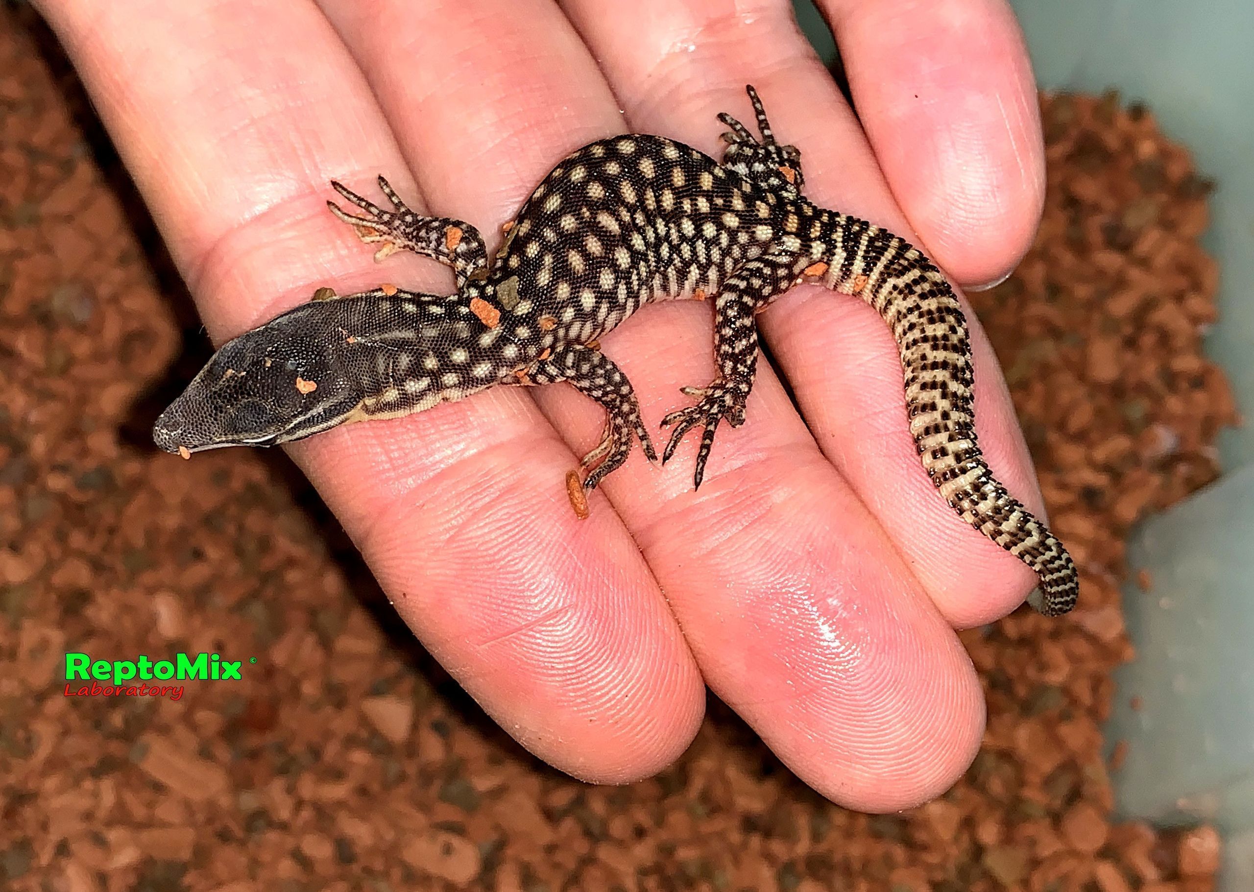 Австралийский кольцехвостый варан Varanus acanthurus