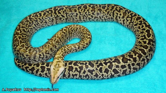 Темный тигровый питон Гранит Python molurus bivittatus Granite