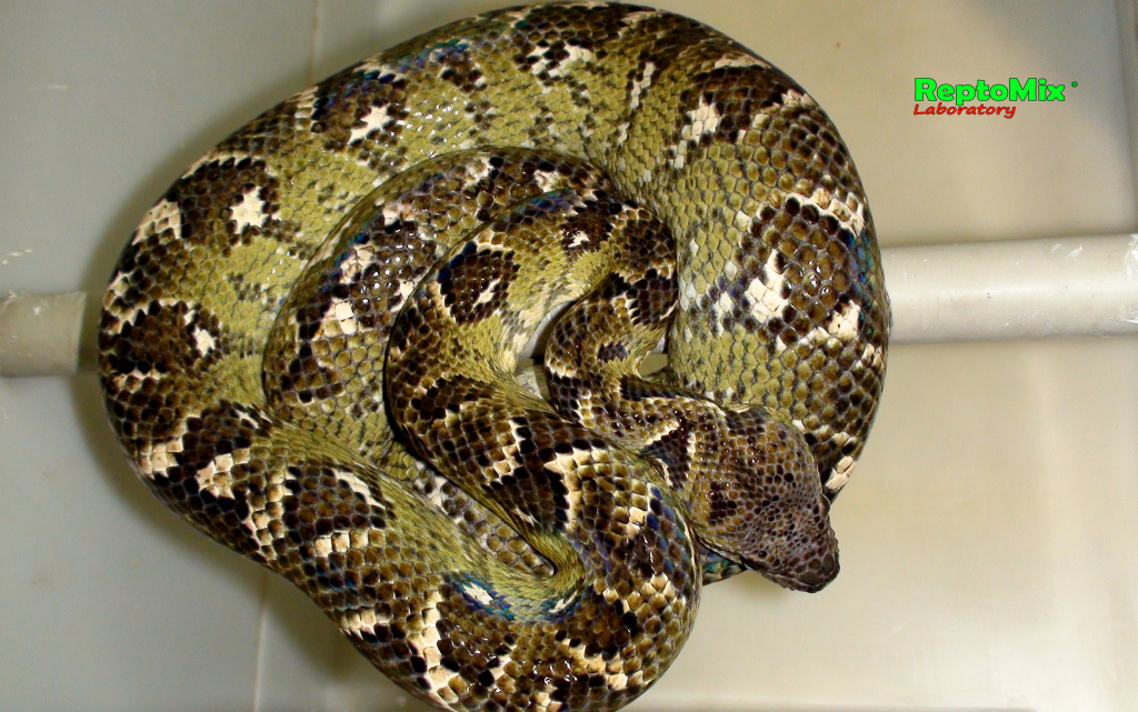 Мадагаскарский древесный удав Sanzinia madagascariensis 