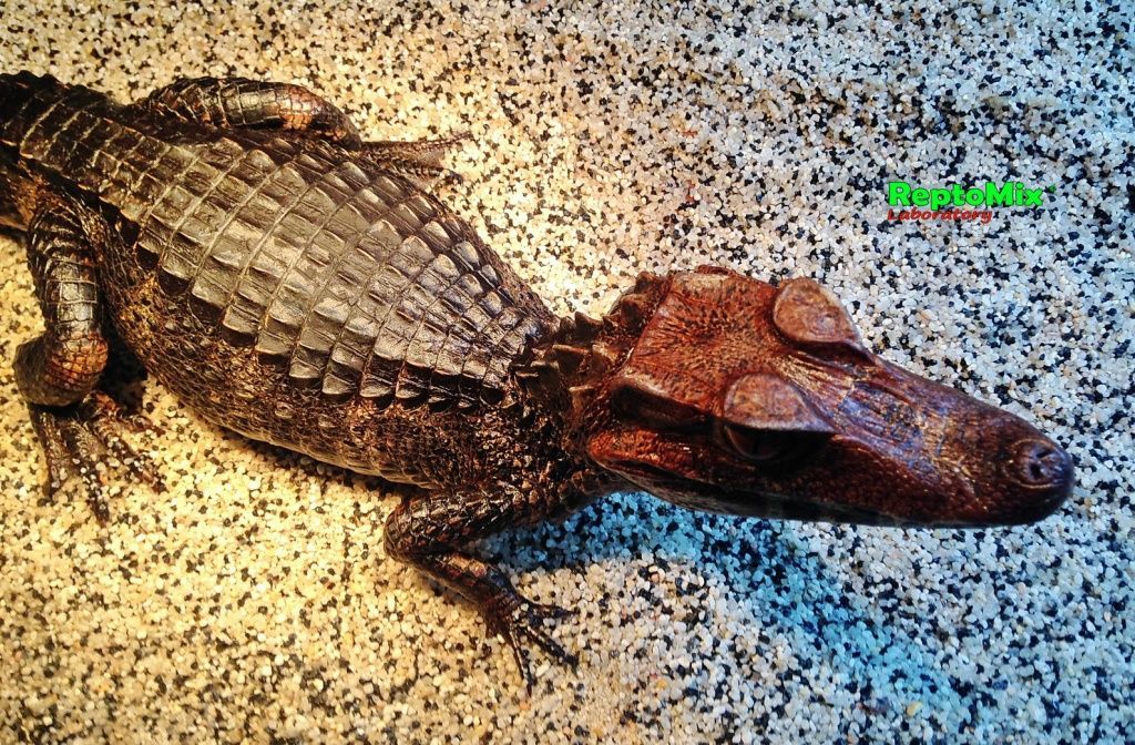 Гладколобый кайман Кювье Paleosuchus palpebrosus