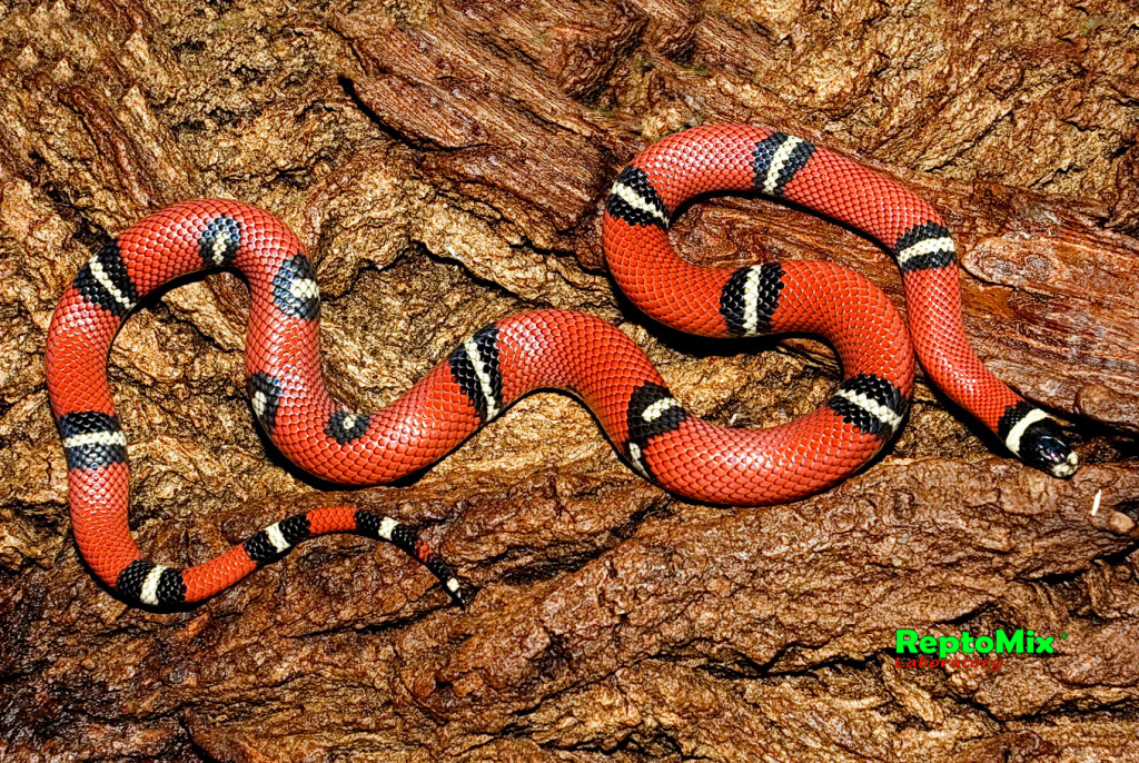 Синалойская молочная змея  Lampropeltis triangulum sinaloae