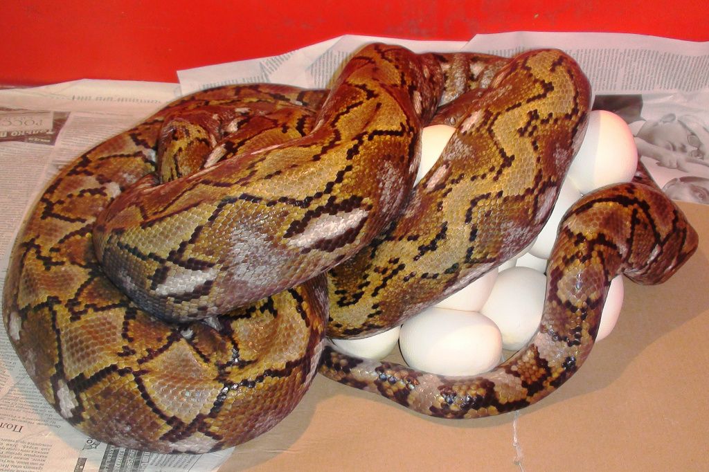Сетчатый  питон с о. Джампея Python reticulatus jampeanus 