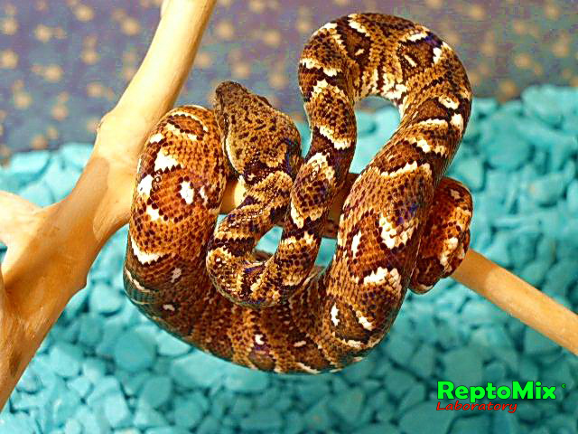 Мадагаскарский древесный удав Sanzinia madagascariensis 