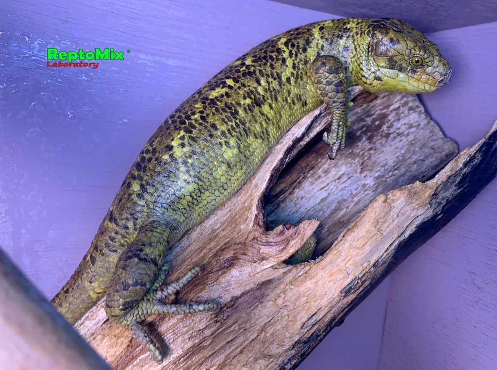 Гигантский цепкохвостый сцинк Corucia zebrata (Guadalcanal)