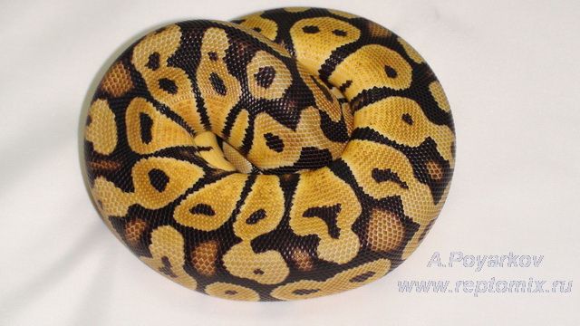 Королевский питон  Python regius Pastel