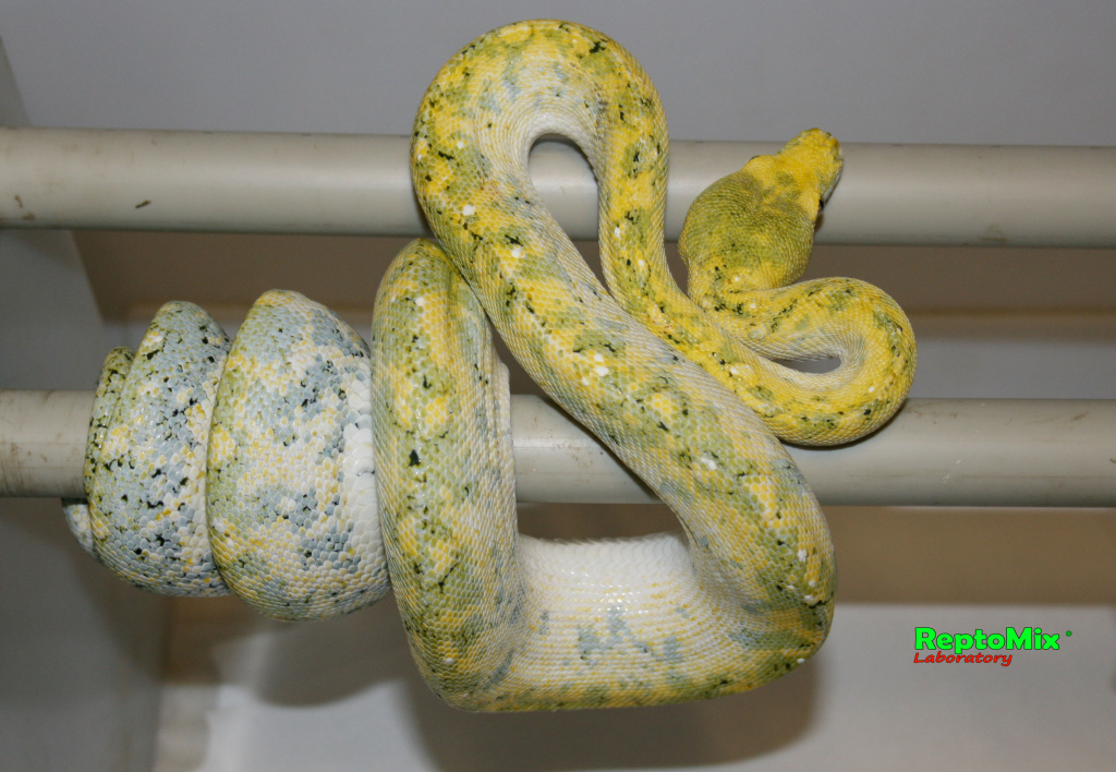 Зелёный питон с о.Биак Morelia viridis (Biak)