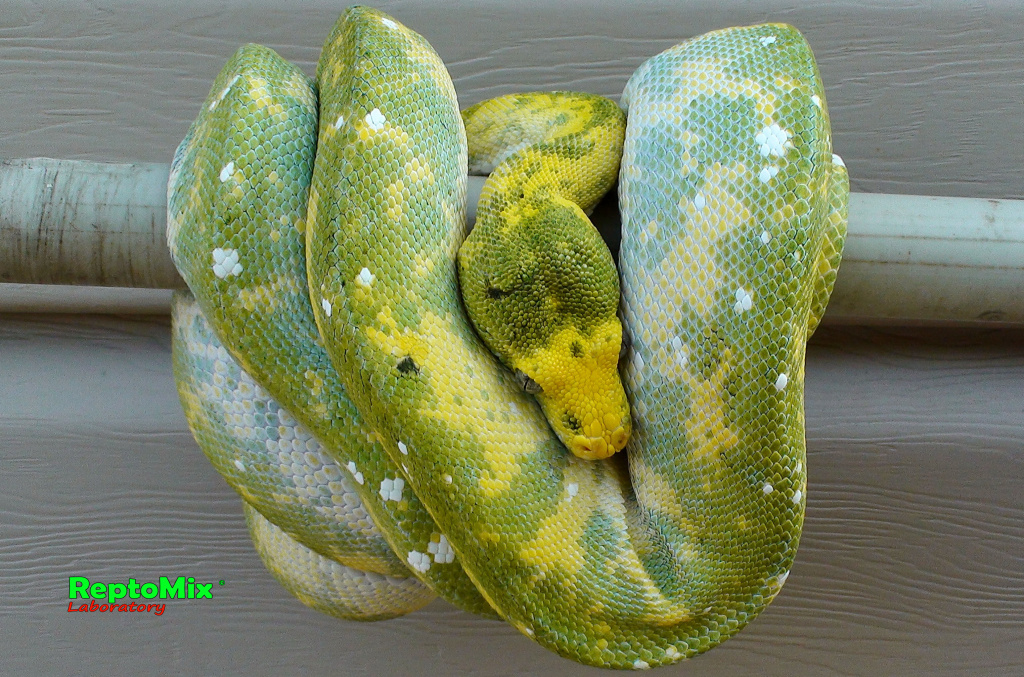 Зелёный питон с о.Биак Morelia viridis (Biak)