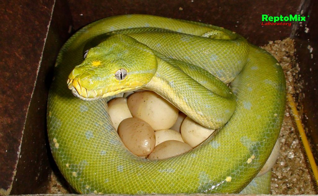 Зелёный питон Morelia viridis (Merauke) 