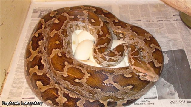 Цейлонский тигровый питон Python molurus pimbura