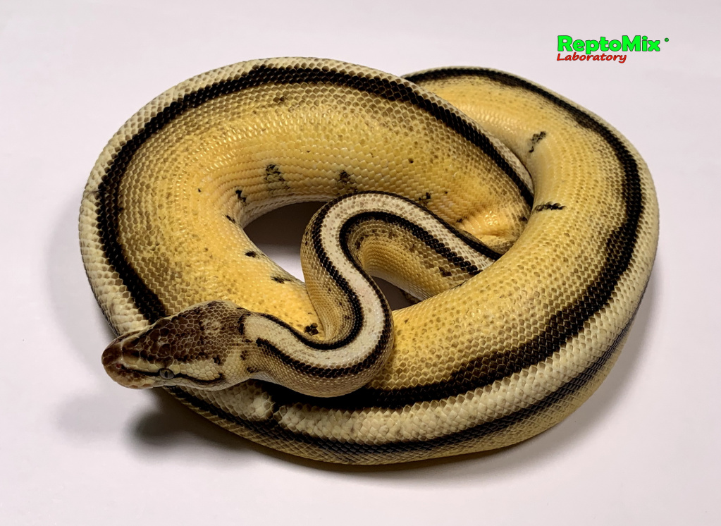 Королевский питон Python regius Super Pastel, Genetic Stripe