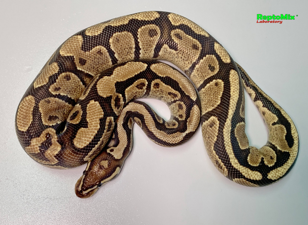 Королевский питон Python regius Fire