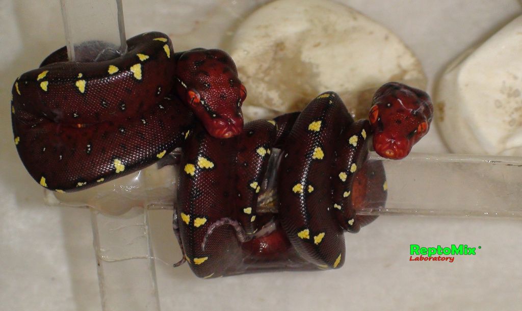 Зелёный питон Morelia viridis (Lereh)