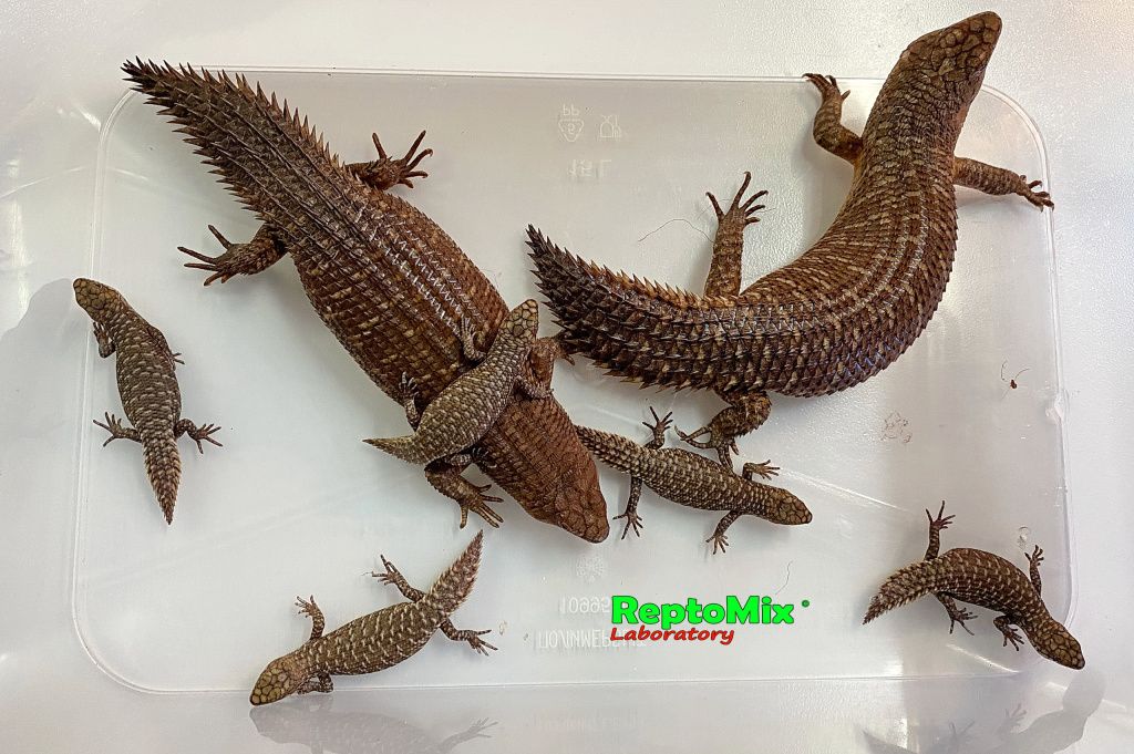 Австралийские колючехвостый сцинк Egernia stokesii zellingi