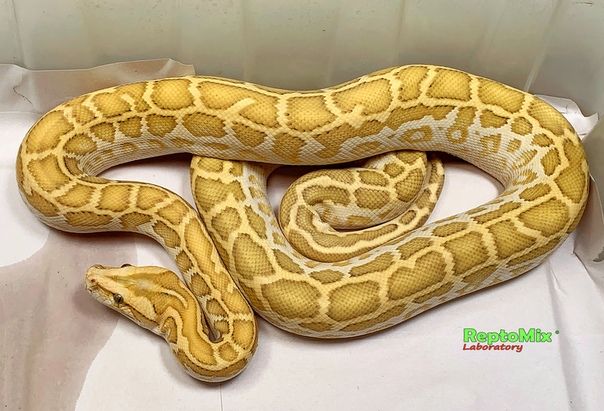 Тёмный тигровый питон Python molurus bivittatus Genetic dwarf, Hypo (100% Het.Ivory-Platinum), Het. Albino, Poss. Het. Granit