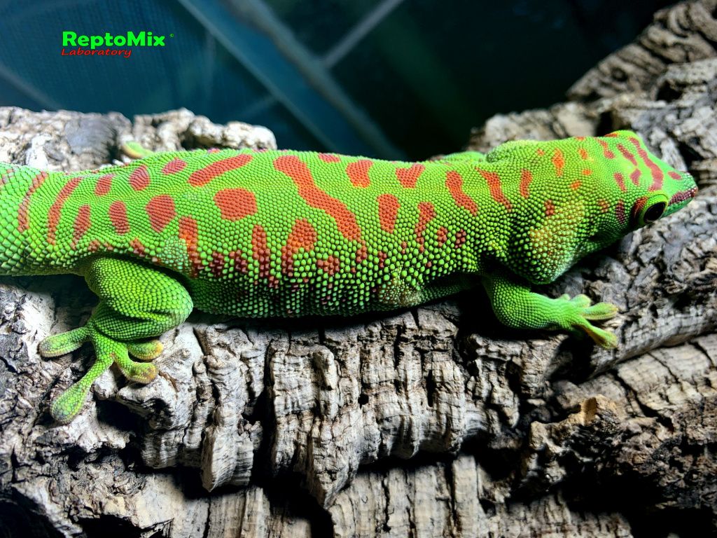 Дневной мадагаскарский гекон Phelsuma grandis High Red