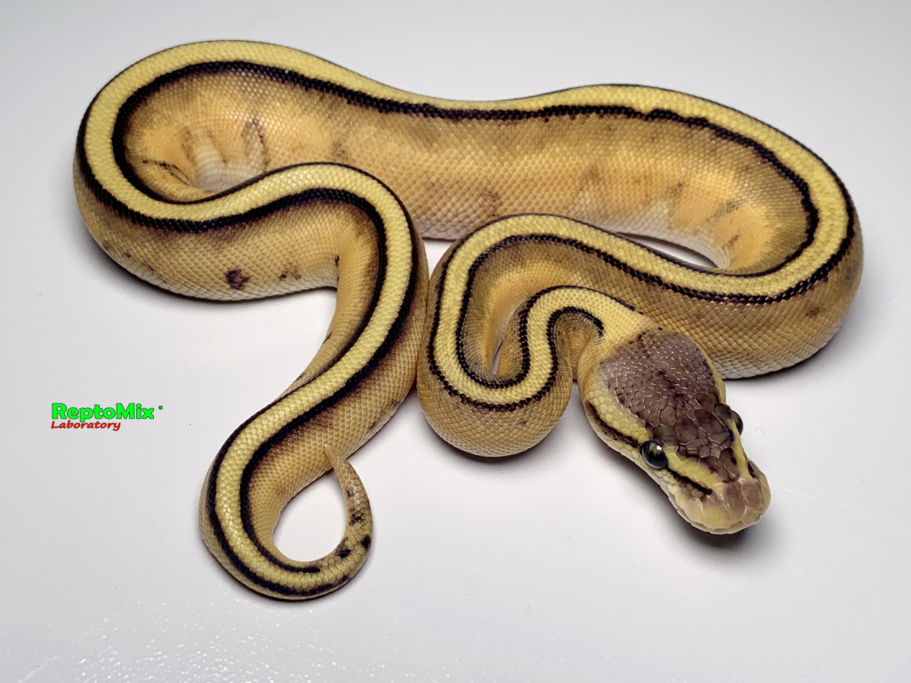 Королевский питон Python regius Super Pastel, Genetic Stripe
