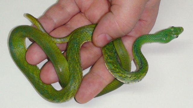 Зеленый полоз Rhadinophis prasinus