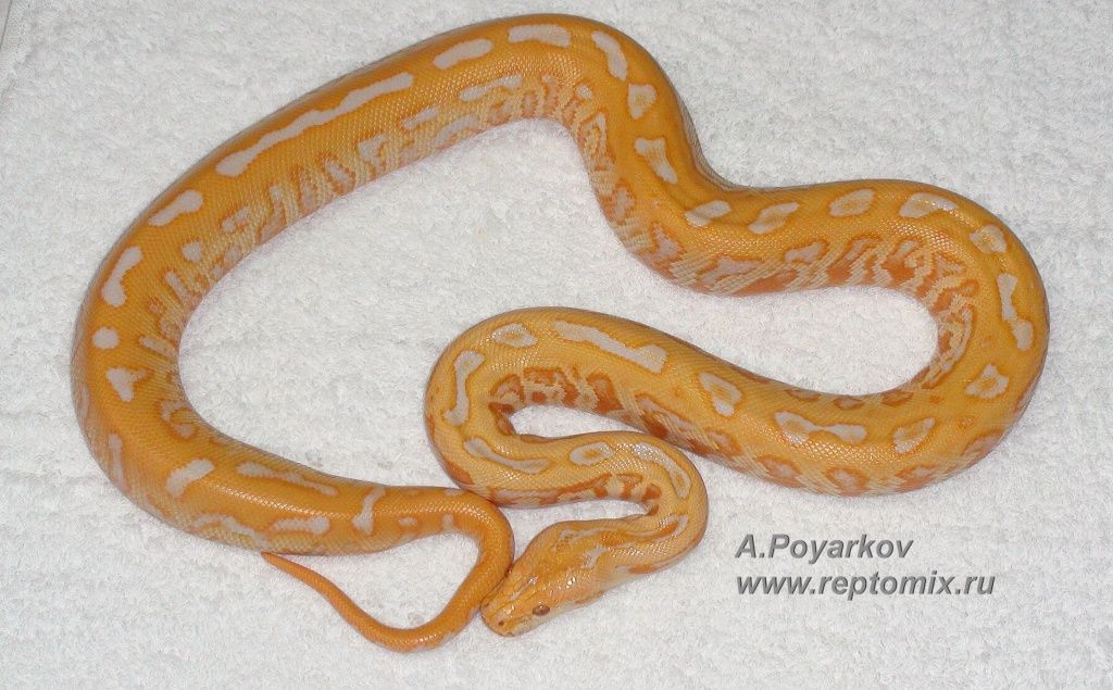 Темный тигровый питон Альбино Лабиринт Python molurus bivittatus Albino Labyrinth