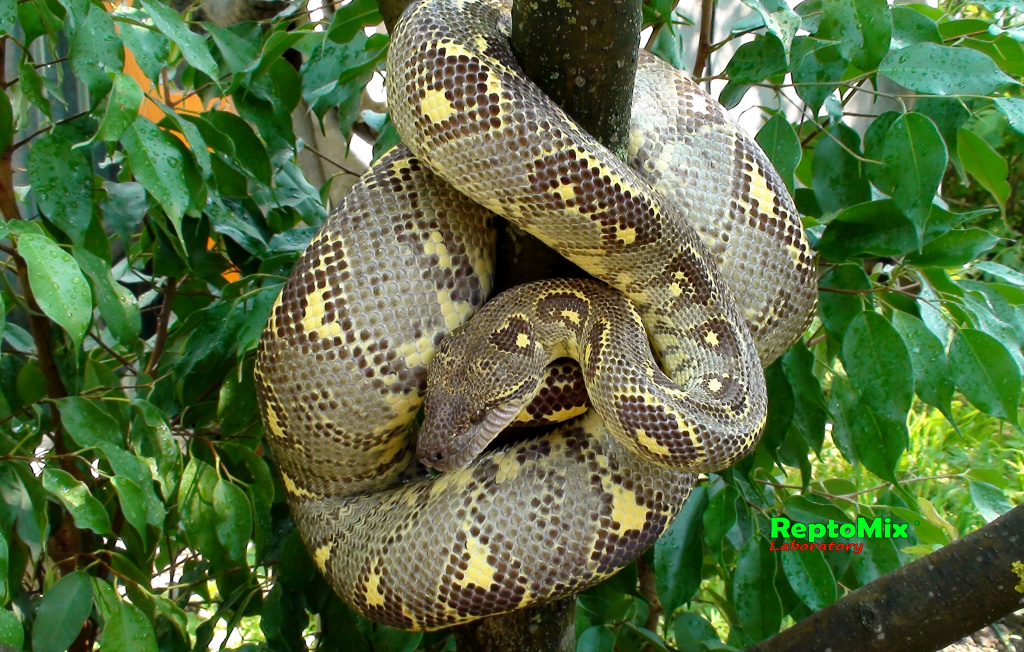 Мадагаскарский древесный удав  Sanzinia volontany