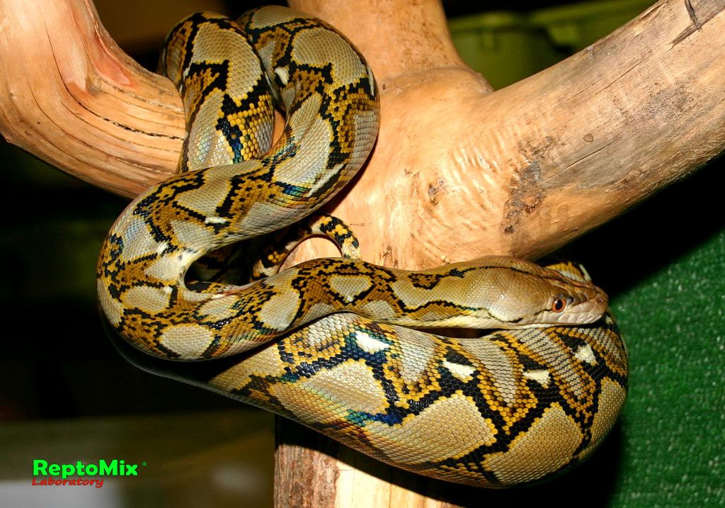 Сетчатый питон Python reticulatus (Java)