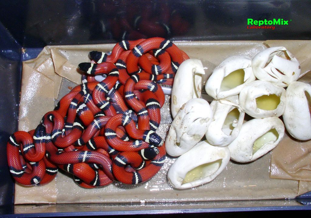Синалойская молочная змея  Lampropeltis triangulum sinaloae
