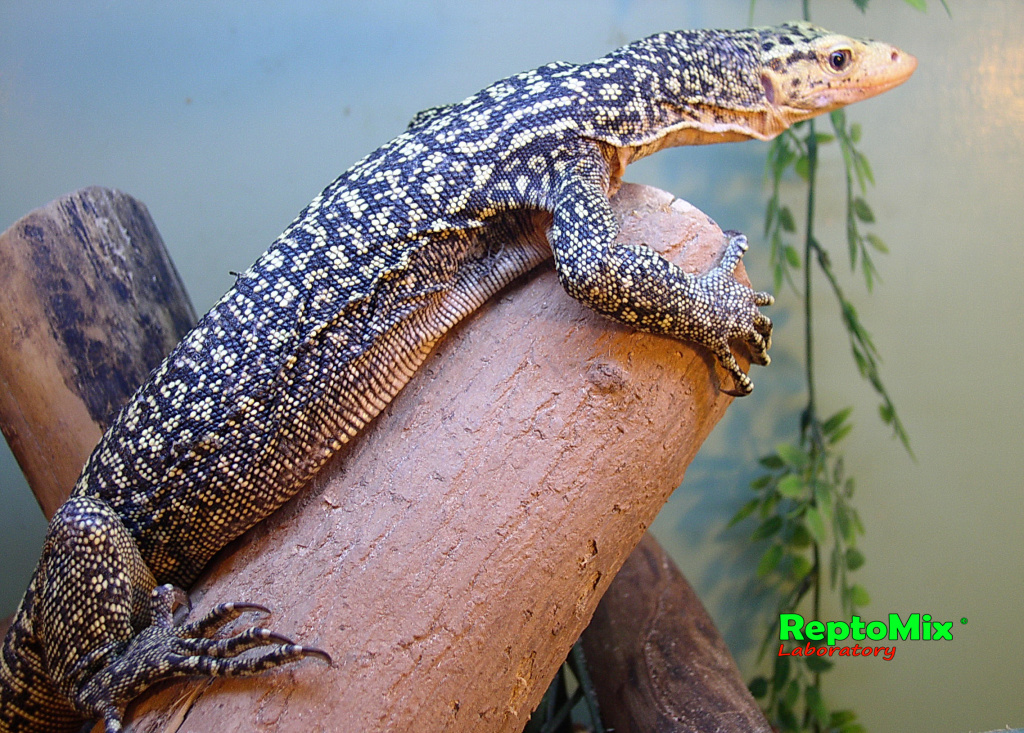 Жёлтый варан Varanus melinus