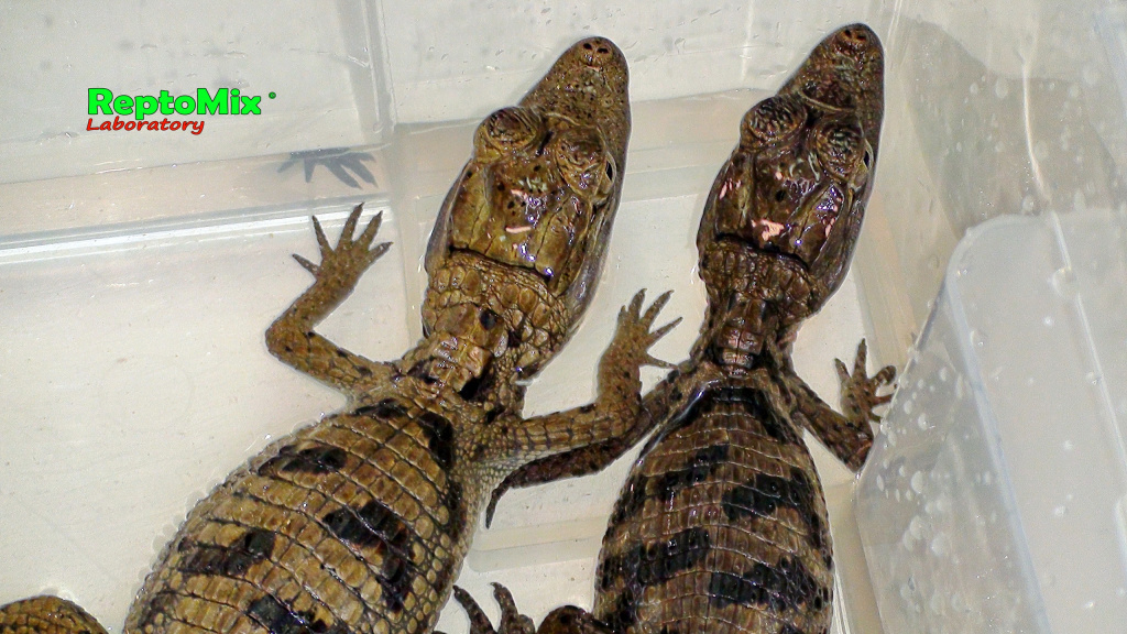 Крокодиловый кайман Caiman crocodilus