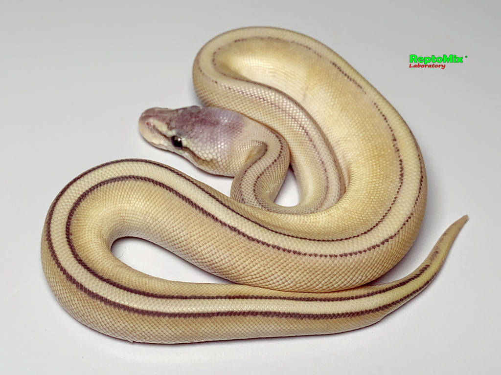 Королевский питон Python regius Super Pastel, Butter, Genetic Stripe