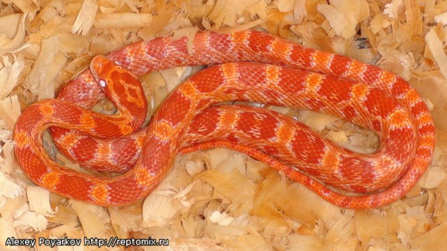 Маисовый полоз Pantherophis guttatus "Аlbino" 