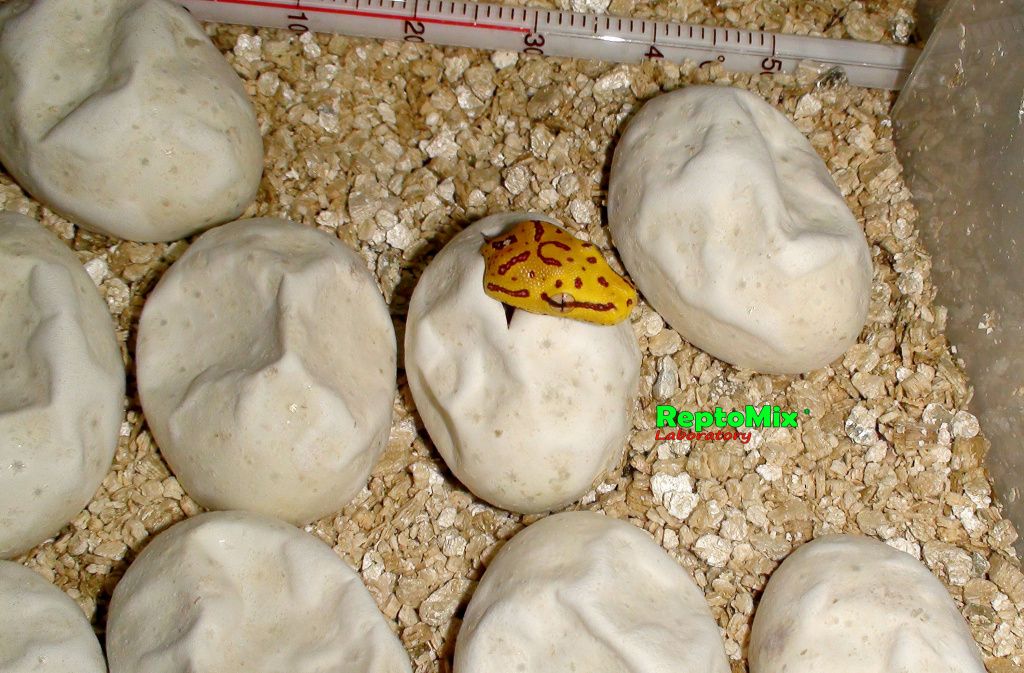 Зелёный питон (Aru x Biak var."Lemon Tree") Morelia viridis (Aru x Biak var."Lemon Tree")