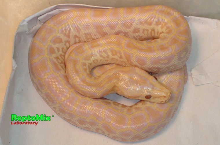 Темный тигровый питон Перл Python molurus bivittatus Perl (Albino Hypo), Het.Granit