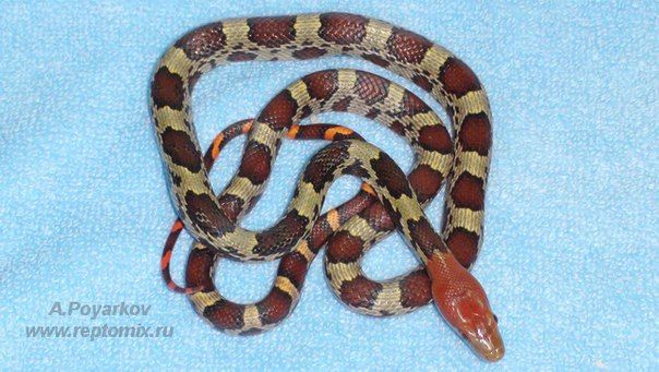 Пещерный полоз Orthriophis moellendorffi 