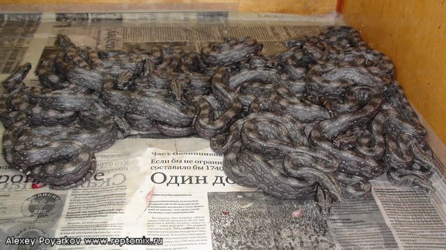 Аргентинский удав Boa constrictor occidentalis