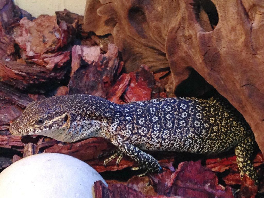 Тиморский варан Varanus timorensis