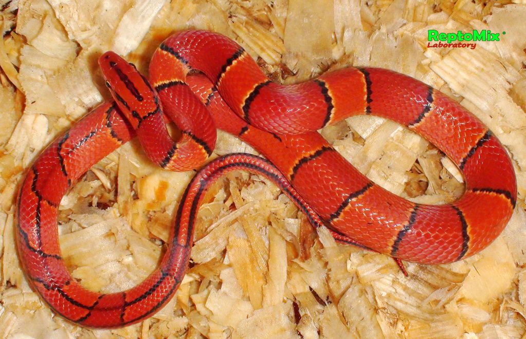 Бамбуковый полоз Малазийский Oreophis porphyraceus laticinctus Cameron highlands (Malaysia)