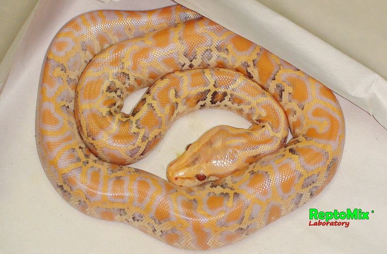Тёмный тигровый питон Python molurus bivittatus Paradox Albino, Genetic dwarf